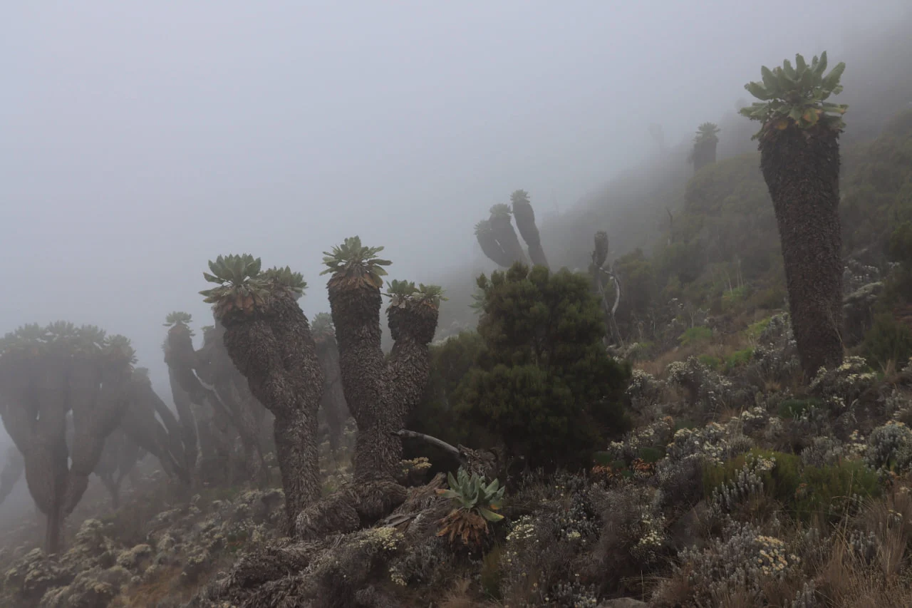 É possível ver Giant Groundsel na rota mais bonita do Kilimanjaro – Lemosho – e em outras rotas do sul e do oeste