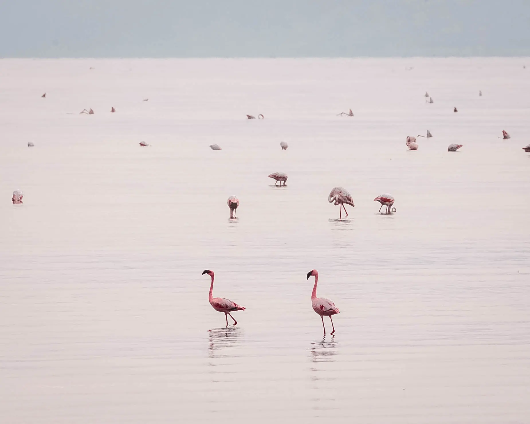 A construção de uma usina hidrelétrica e de uma planta de carbonato de sódio poderia destruir o ecossistema único do lago Natron. Foto: arquivo da Altezza Travel