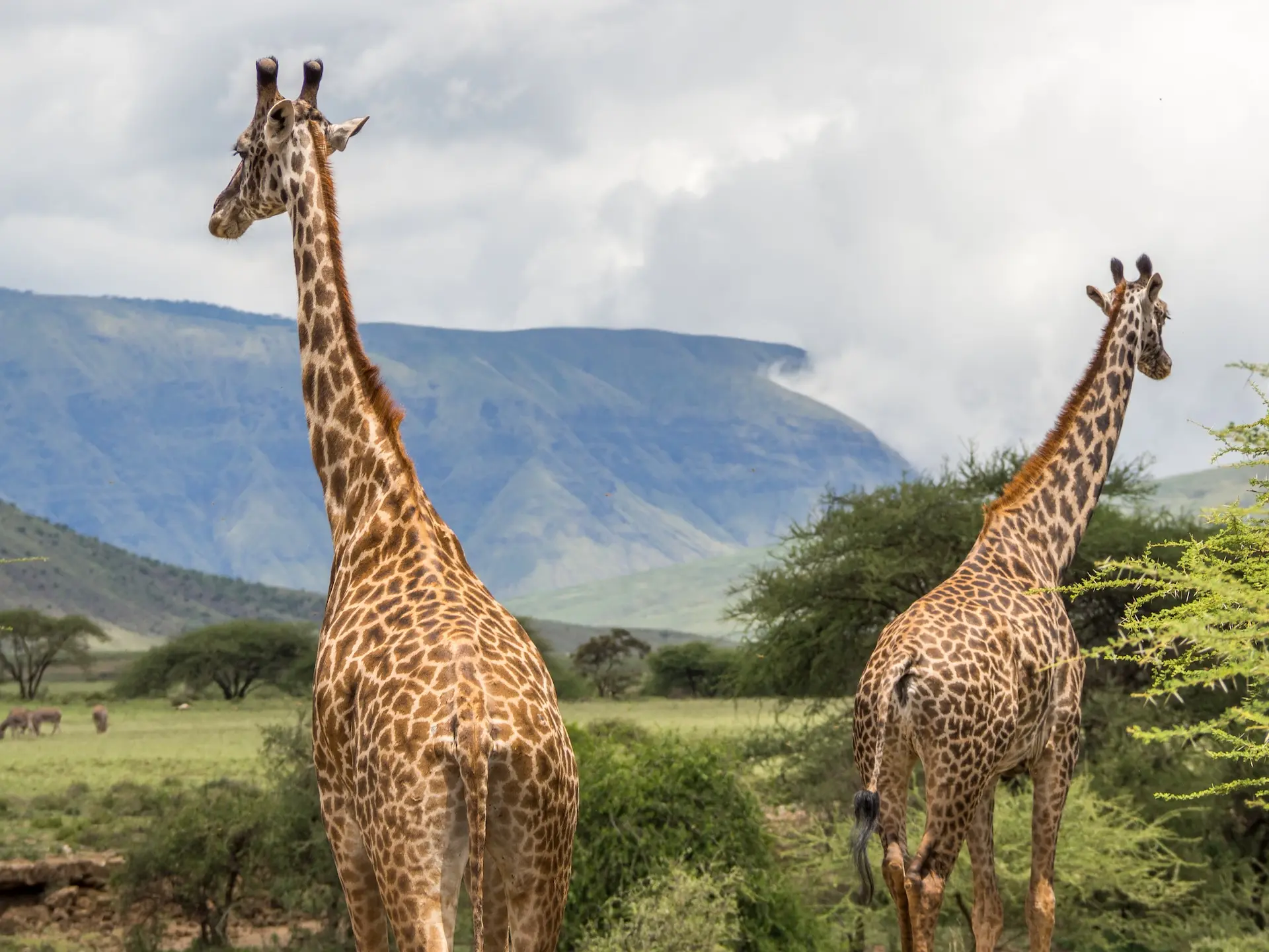 Girafas no lago Natron