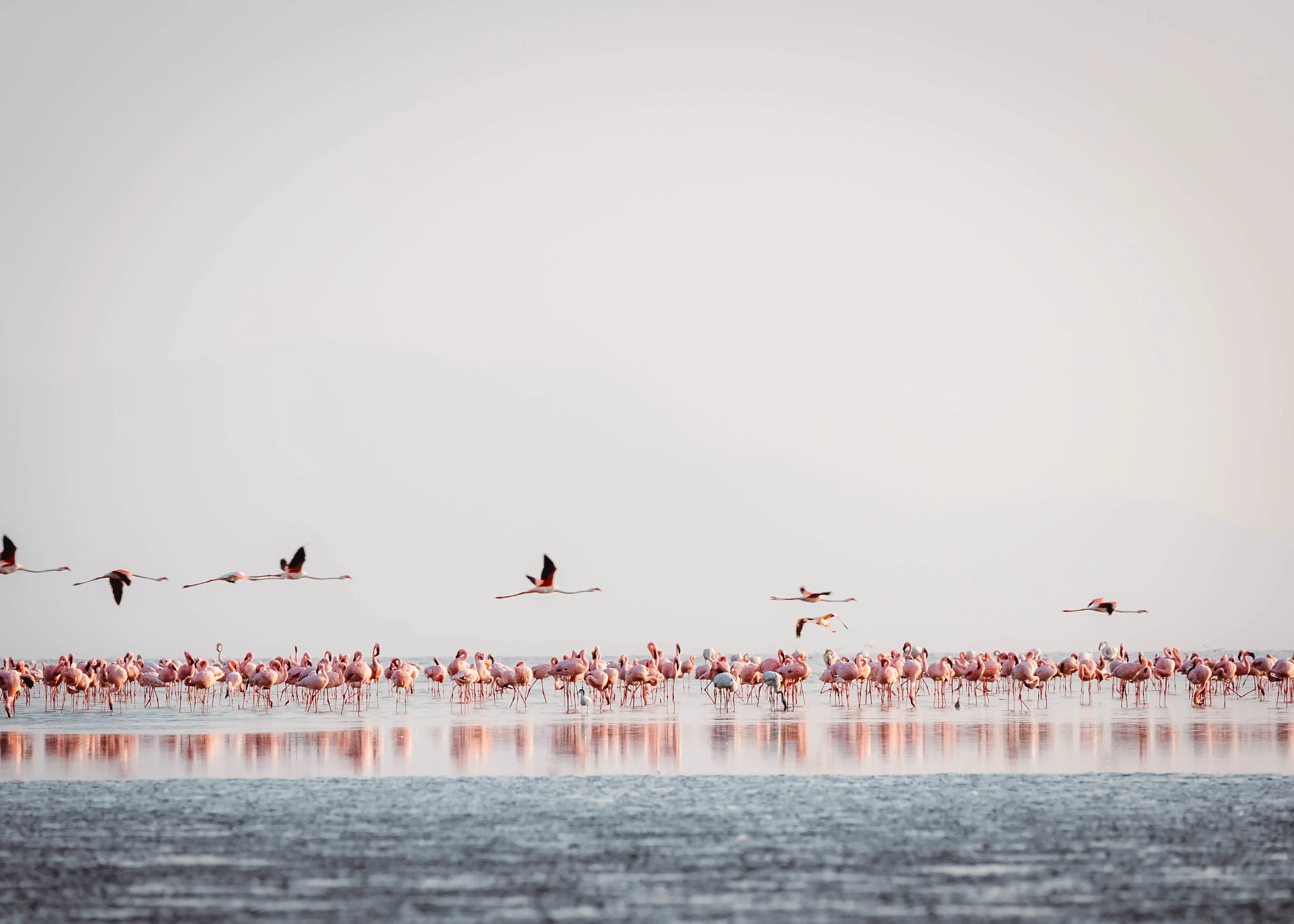 Lago Natron – área de nidificação dos flamingos-pequenos. Foto: arquivo da Altezza Travel