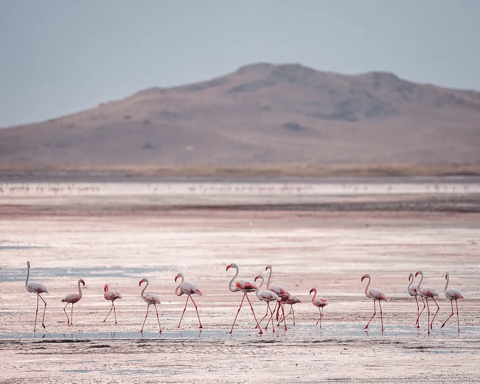 Flamingos às margens do lago Natron. Foto: arquivo da Altezza Travel