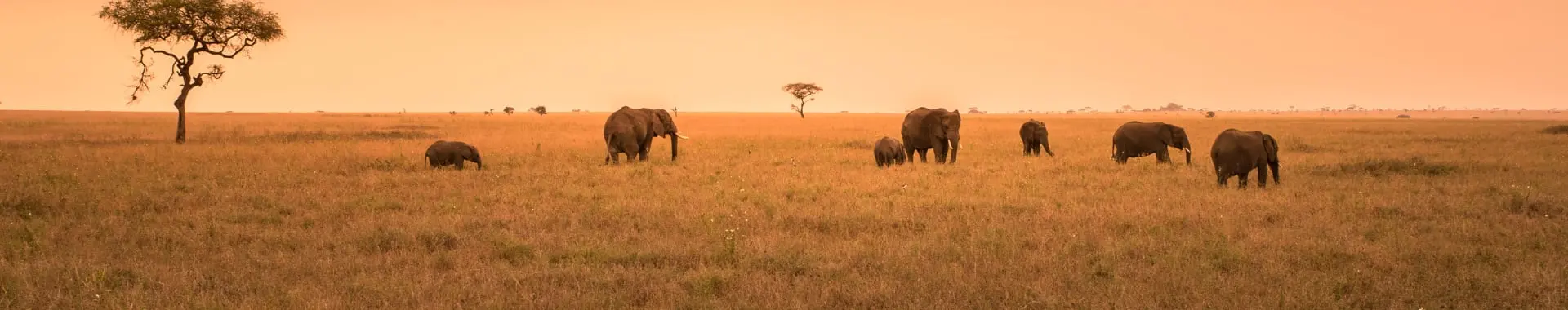 Parque Nacional Nyerere (Selous)