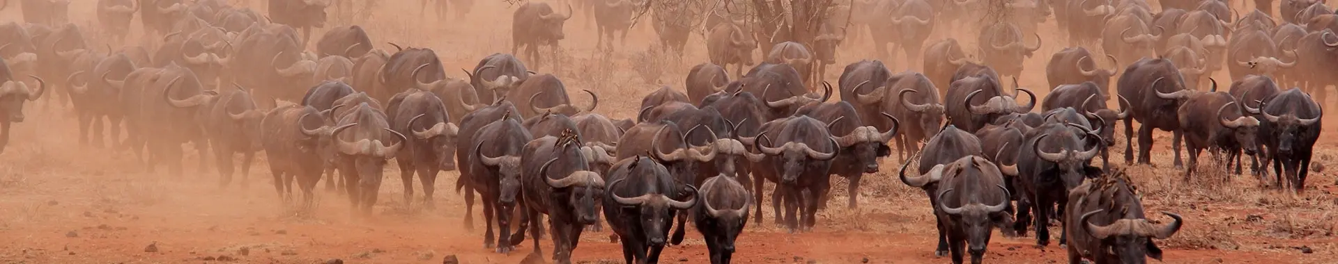 Búfalo africano