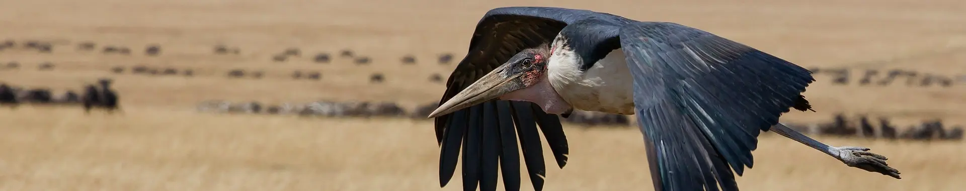 Marabu africano