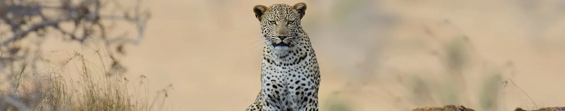Leopardo africano
