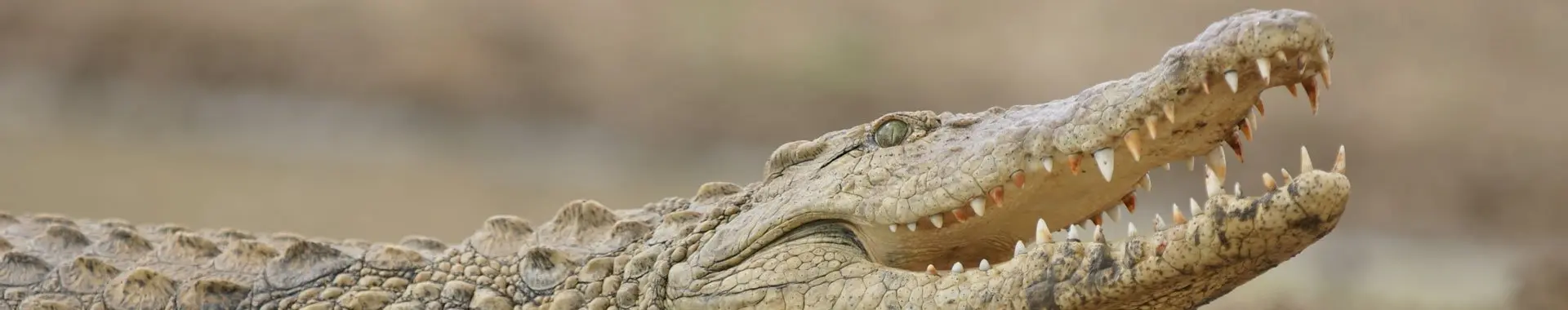Crocodilo africano