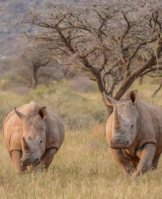 Parque Nacional Mkomazi