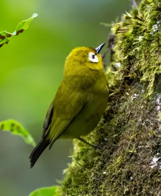 Observação de aves