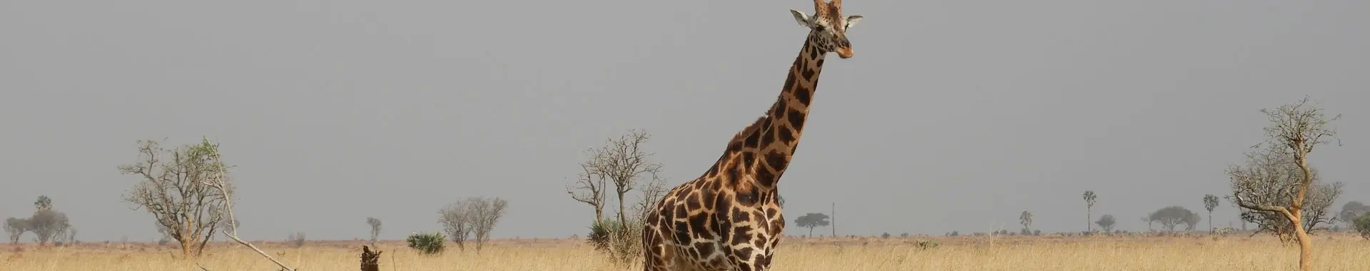 Girafa africana