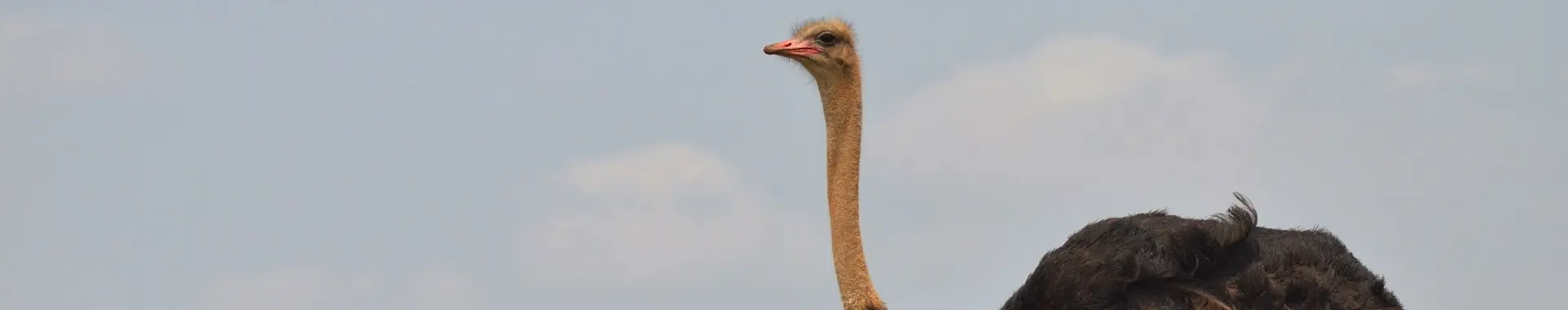 Avestruz africano