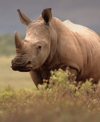 cratera de Ngorongoro