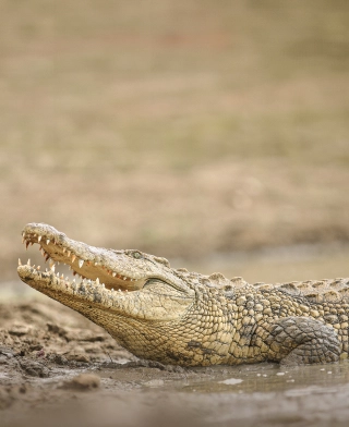 Parque Nacional Ruaha