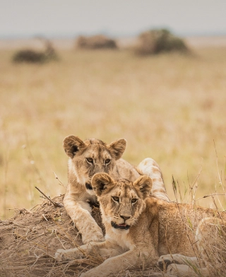Parque Nacional Nyerere (Selous)