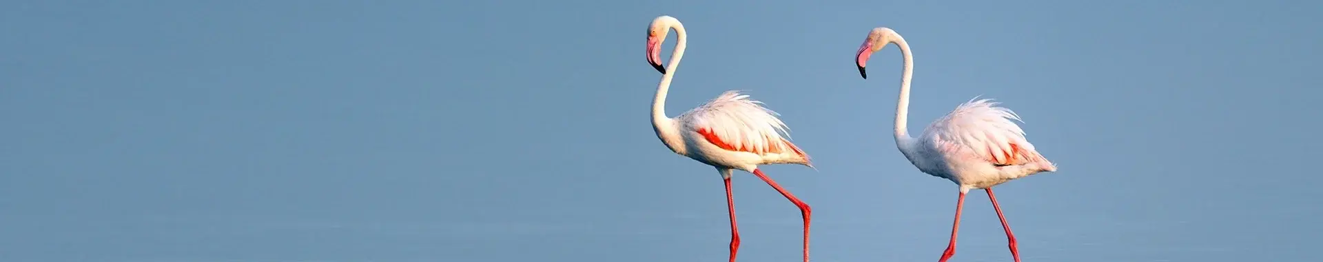 Flamingo africano
