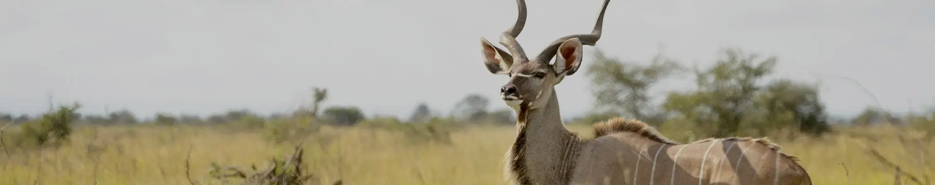 Antílope kudu africano
