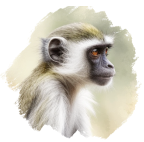 Macaco-vervet