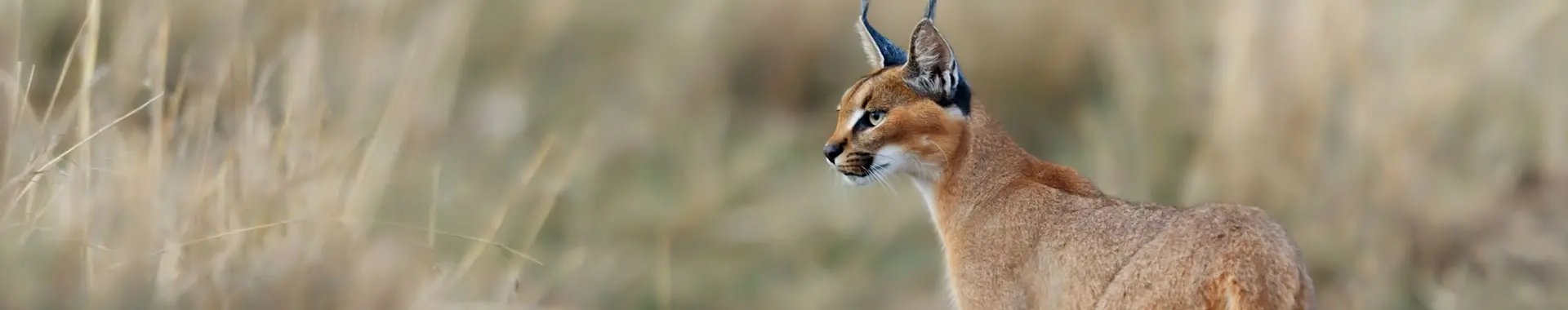Caracal africano