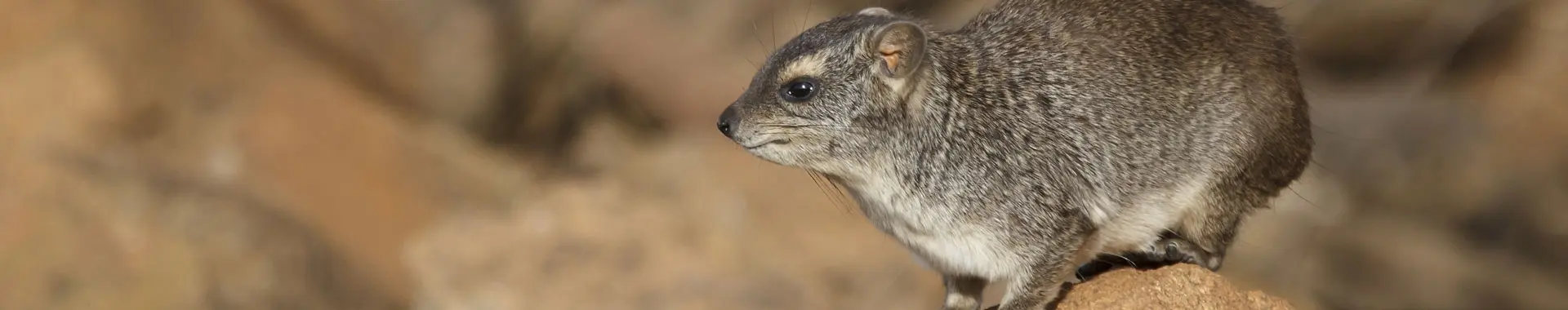 Hírax africano