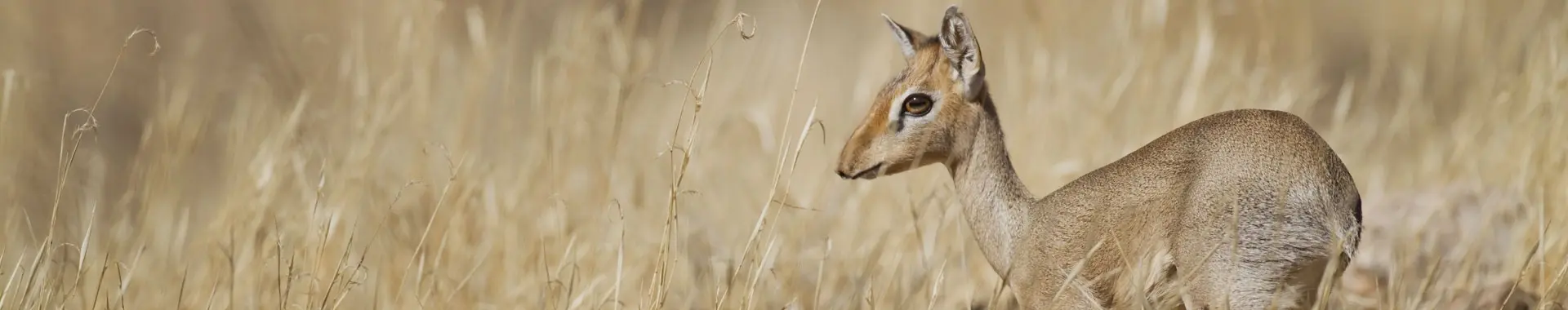 Antílope dik-dik africano
