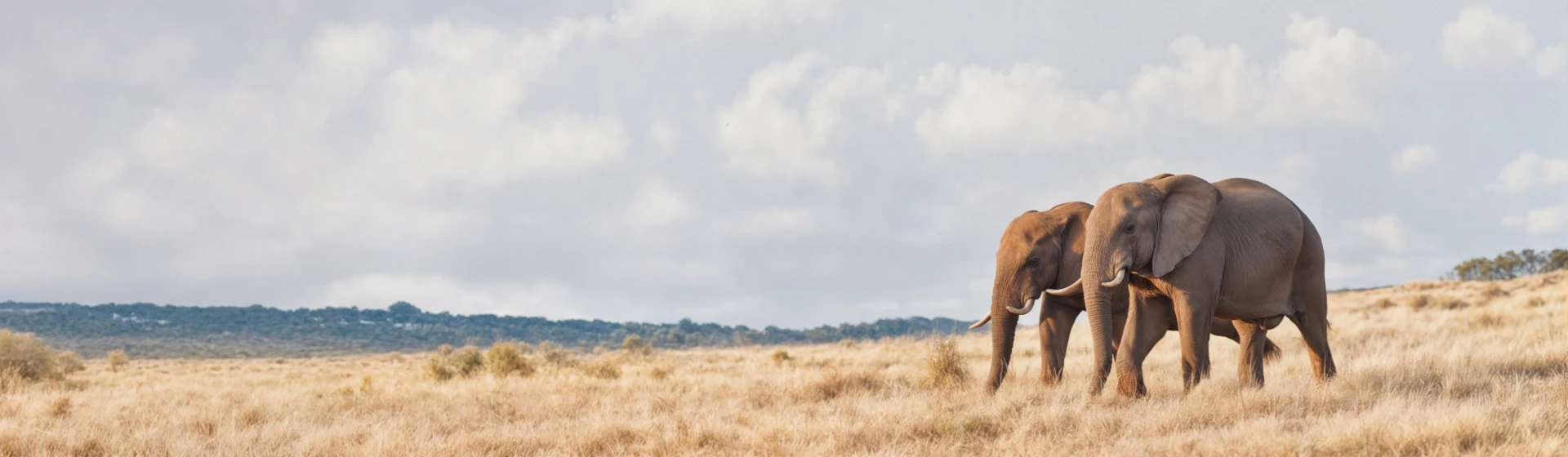 Safári no Tarangire Safári no Tarangire