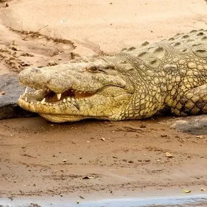 Crocodilo