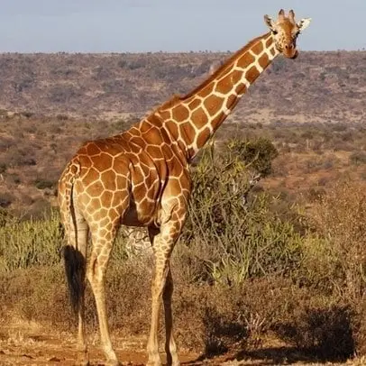 Girafa