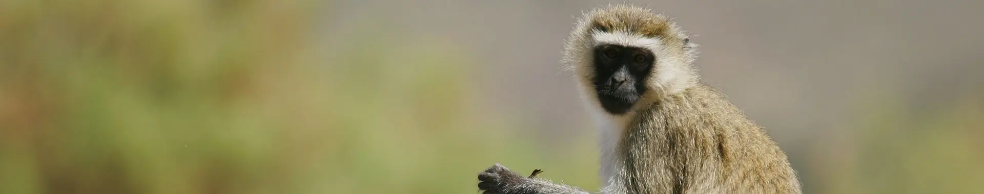 Macaco-vervet africano