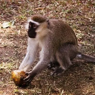 Macaco-vervet