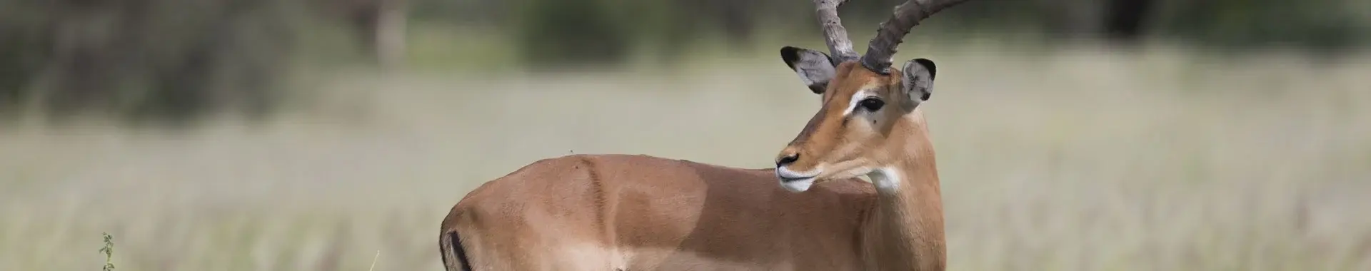 Impala africano