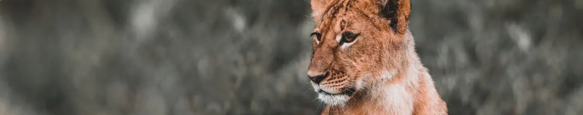 Parque Nacional Ruaha